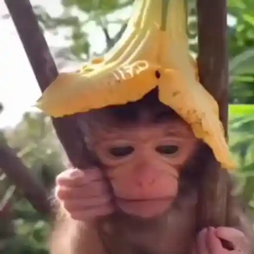 More monkeys sticker 11