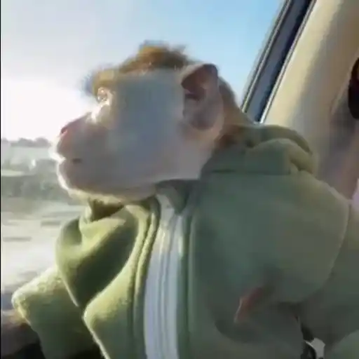 More monkeys sticker 12