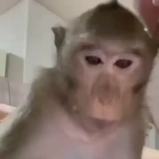 More monkeys sticker 18