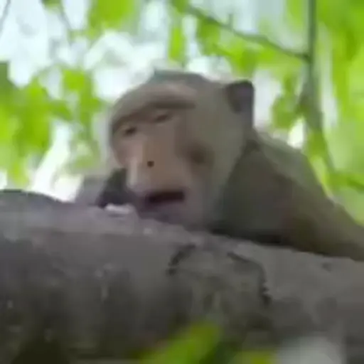 More monkeys sticker 4