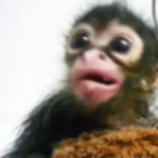 More monkeys sticker 5