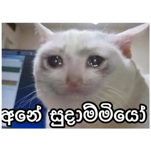 Sinhala cat memes sticker 10