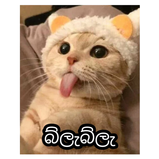 Sinhala cat memes sticker 3