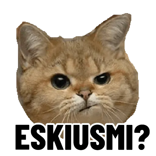 Sinhala cat memes sticker 6