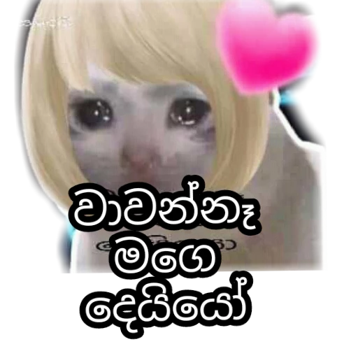 Sinhala cat memes sticker 7