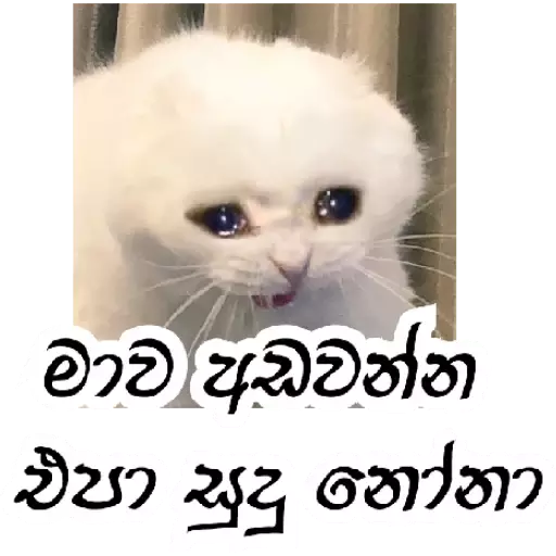 Sinhala cat memes sticker 8