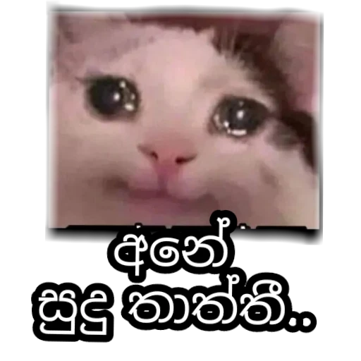Sinhala cat memes sticker 9