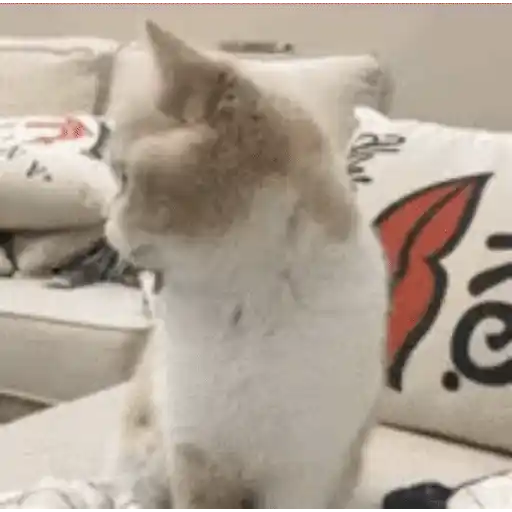 Cats n Kittens 2 sticker 10