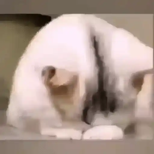 Cats n Kittens 2 sticker 6