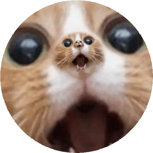 Cats n Kittens 2 sticker 8