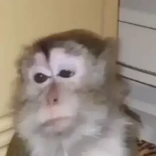 Monkeys sticker 1
