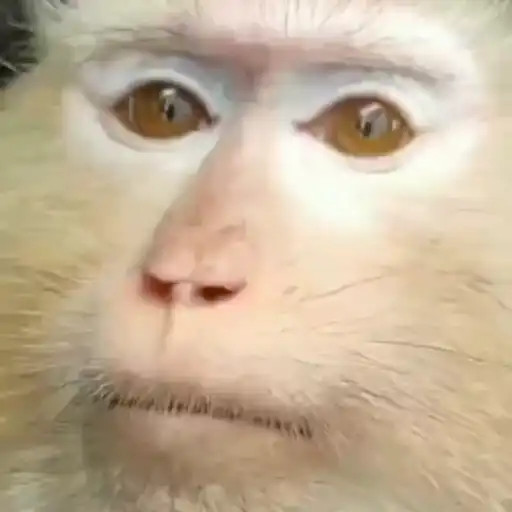 Monkeys sticker 12