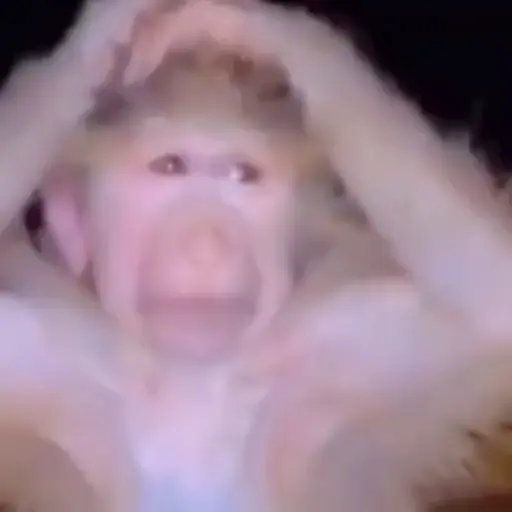 Monkeys sticker 17