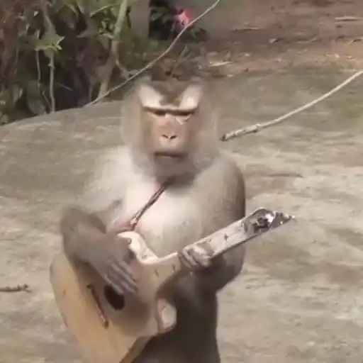 Monkeys sticker 22