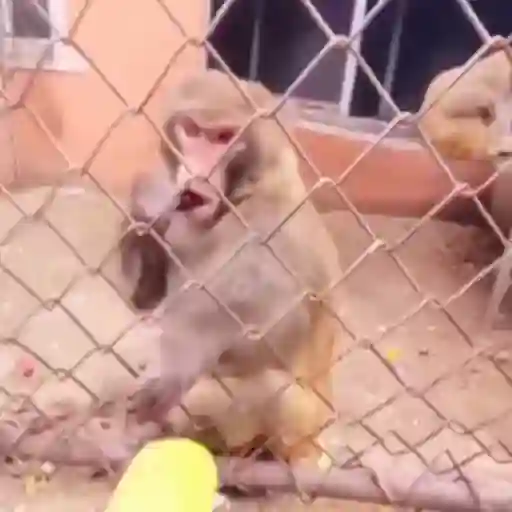 Monkeys sticker 23