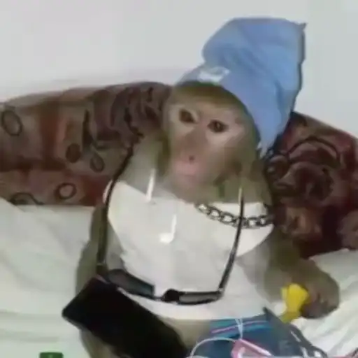 Monkeys sticker 26