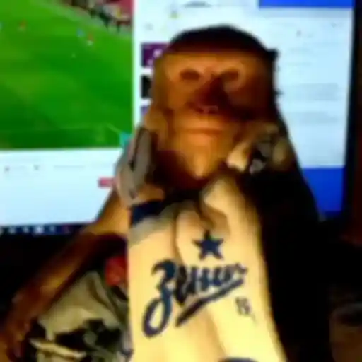 Monkeys sticker 29