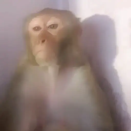 Monkeys sticker 5
