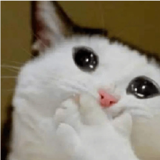 Almost Sad Cats sticker 1
