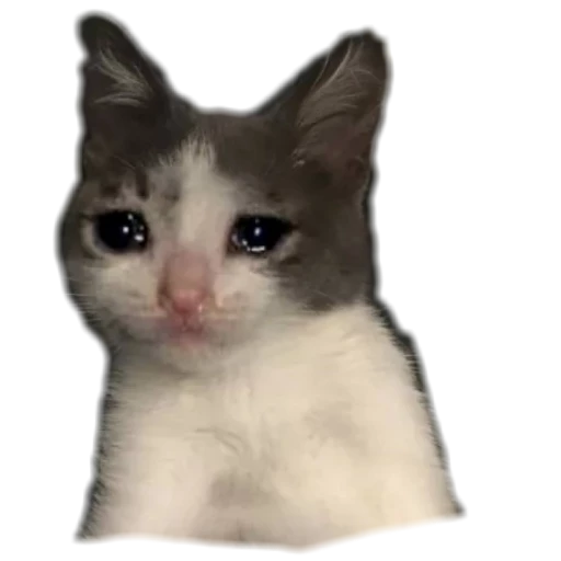 Almost Sad Cats sticker 16