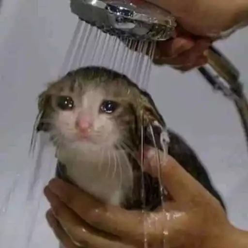 Almost Sad Cats sticker 2