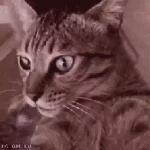 Cats n Kittens sticker 10