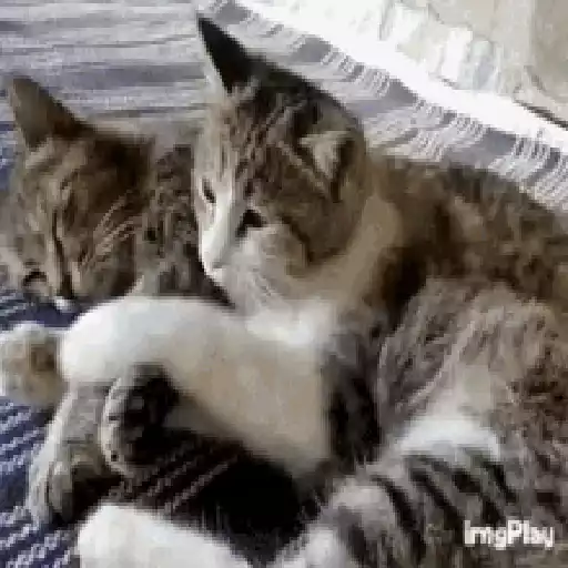 Cats n Kittens sticker 11