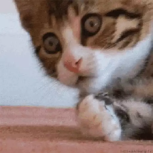 Cats n Kittens sticker 14