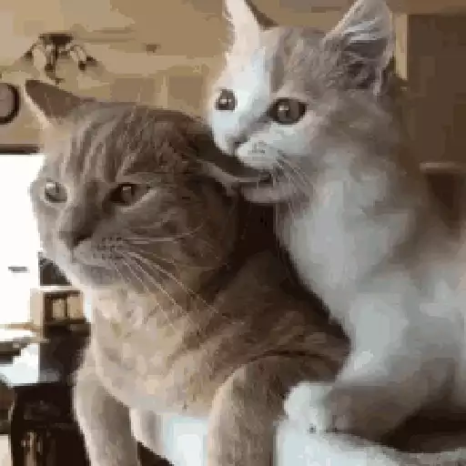 Cats n Kittens sticker 16