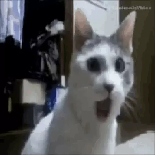 Cats n Kittens sticker 19
