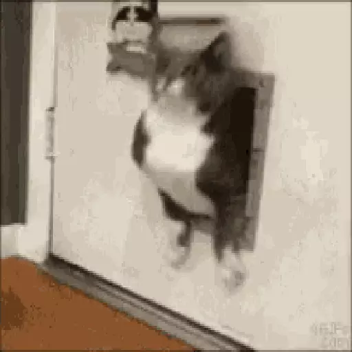 Cats n Kittens sticker 21