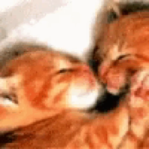 Cats n Kittens sticker 22