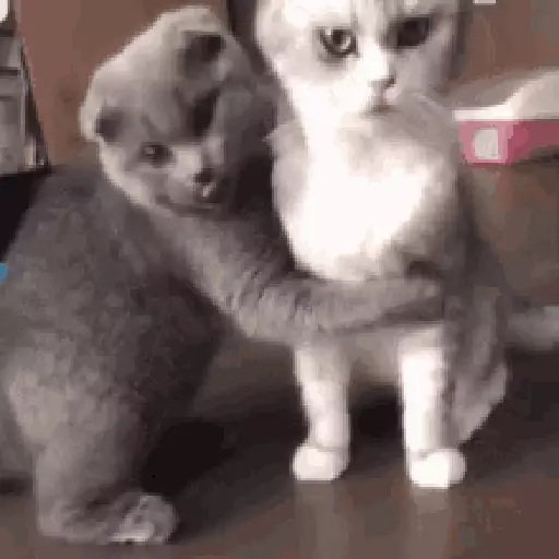 Cats n Kittens sticker 23