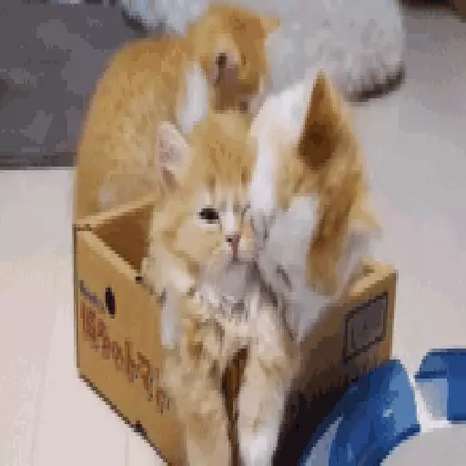 Cats n Kittens sticker 27