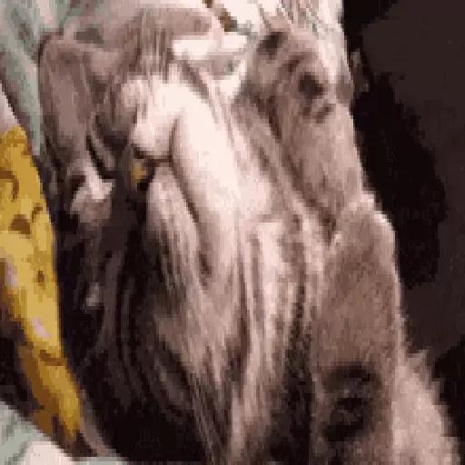 Cats n Kittens sticker 28