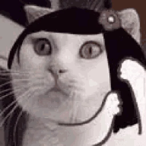 Cats n Kittens sticker 29