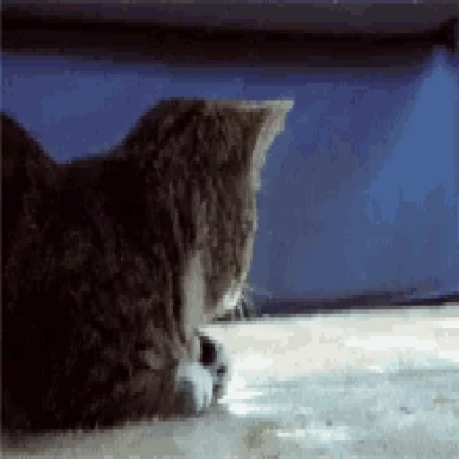 Cats n Kittens sticker 6