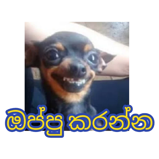 Santha Dog n more sticker 12