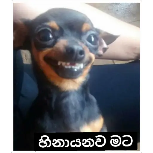 Santha Dog n more sticker 2