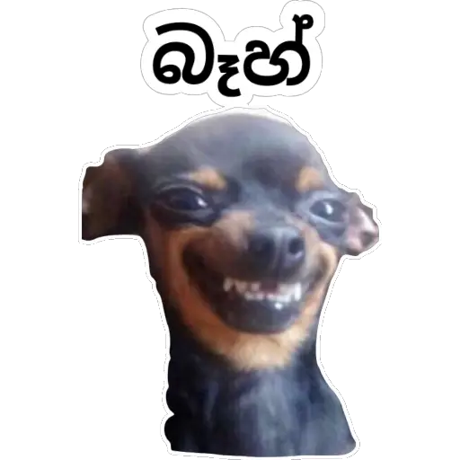 Santha Dog n more sticker 7