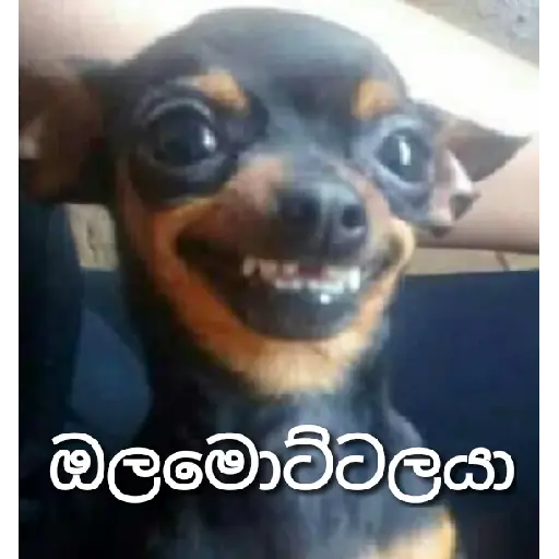 Santha Dog n more sticker 8