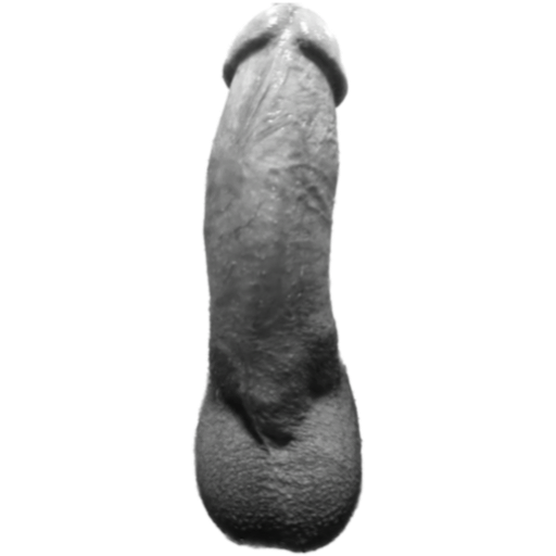 Little fat penis sticker 9