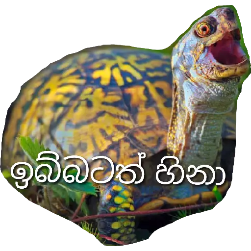 Sinhala Meme Mega Pack 3 sticker 26
