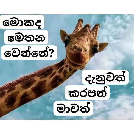 Sinhala Meme Mega Pack 5 sticker 12