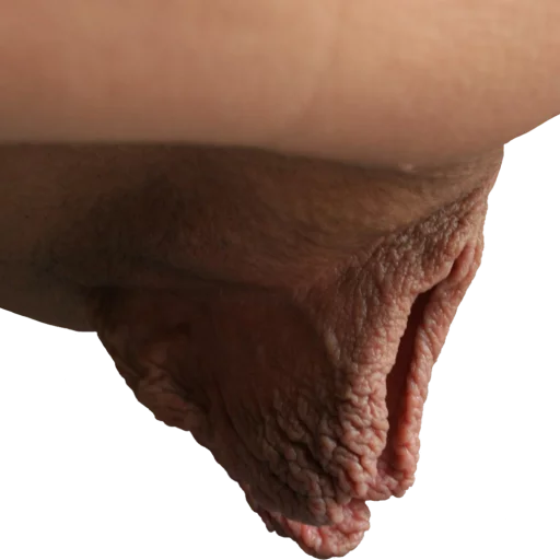 World of Vaginas pack 1 sticker 15
