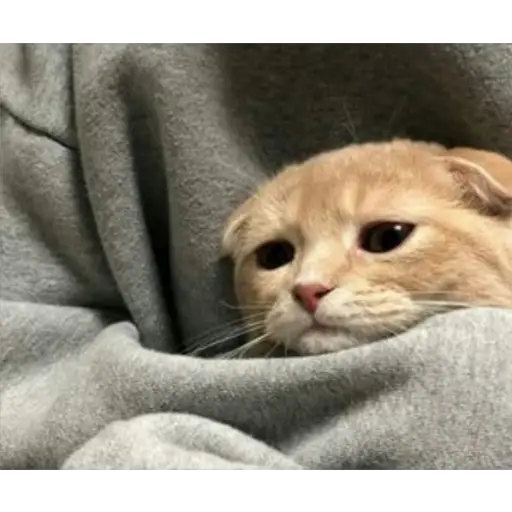 Ultra Sad Cats sticker 17