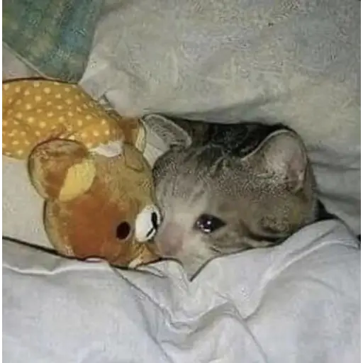 Ultra Sad Cats sticker 19