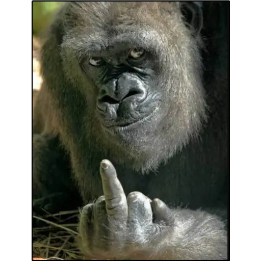 Memes I guess sticker 18