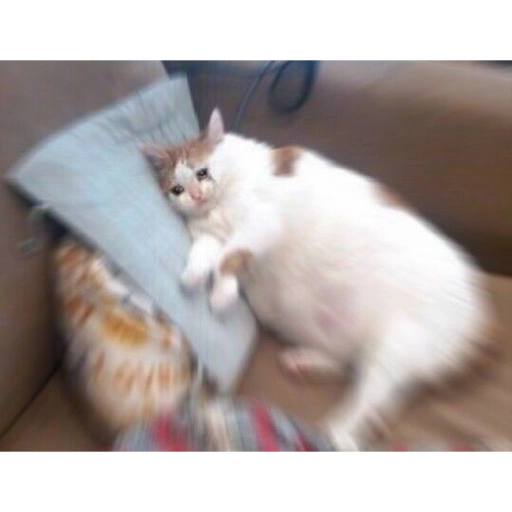 Sad Cats Only sticker 1