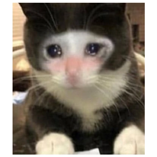 Sad Cats Only sticker 13